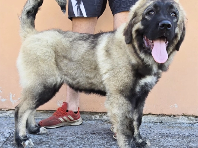 Caucasian Mountain Dog puppy for sale