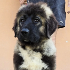 Caucasian Mountain Dog puppy for sale