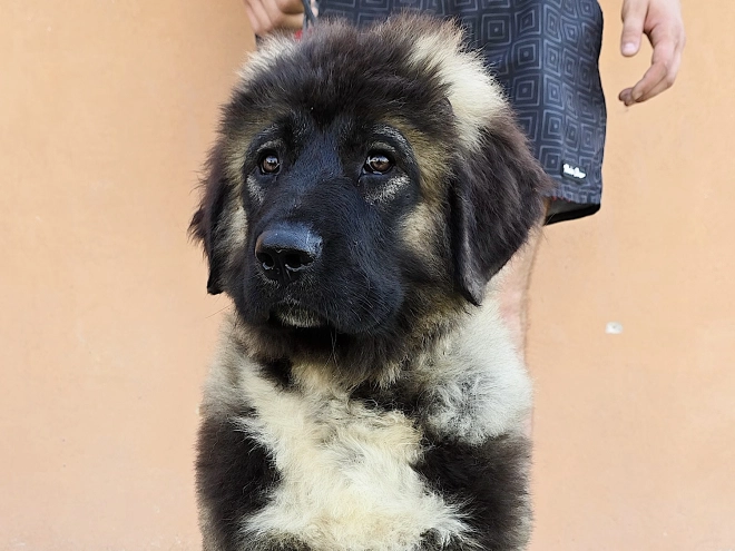 Caucasian Mountain Dog puppy for sale