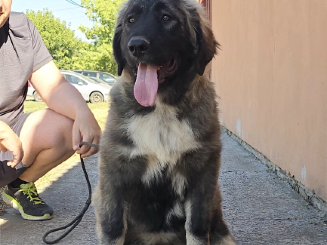 Caucasian Mountain Dog puppy for sale