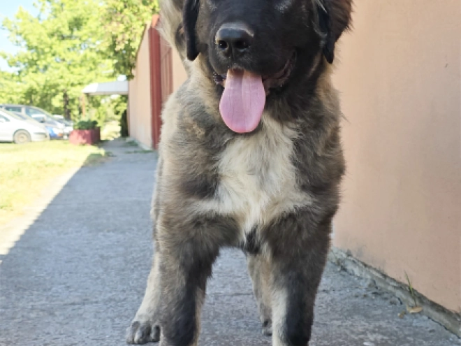 Caucasian Mountain Dog puppy for sale