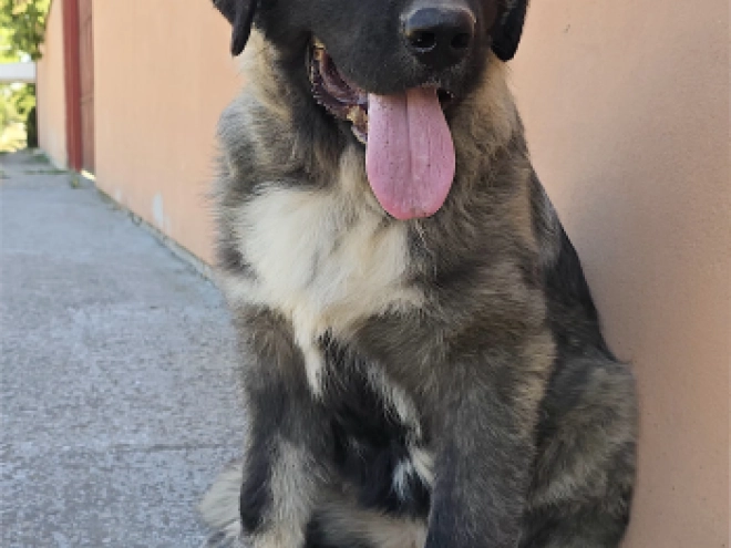 Caucasian Mountain Dog puppy for sale