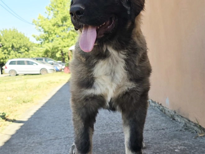 Caucasian Mountain Dog puppy for sale