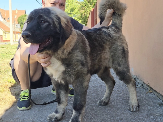 Caucasian Mountain Dog puppy for sale