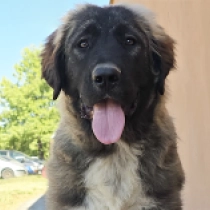 Sonia, grizzle Caucasian Mountain Dog for sale