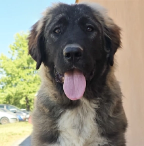 Caucasian Mountain Dog puppy for sale