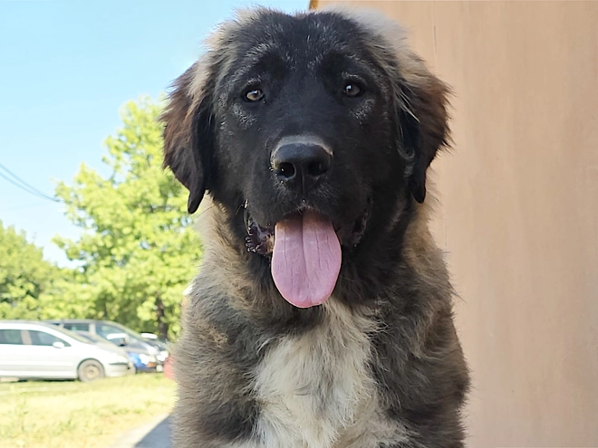 Caucasian Mountain Dog puppy for sale