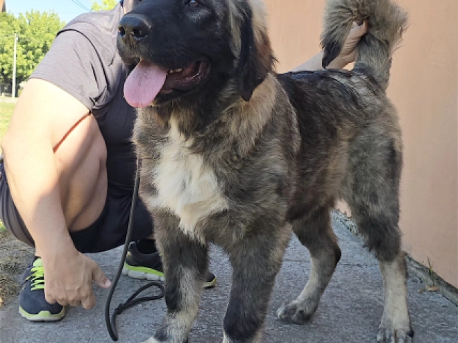 Caucasian Mountain Dog puppy for sale