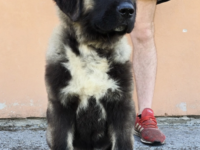 Caucasian Mountain Dog puppy for sale