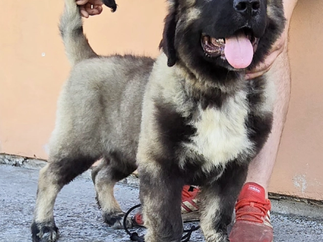 Caucasian Mountain Dog puppy for sale