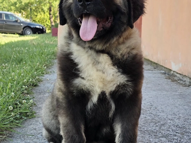 Caucasian Mountain Dog puppy for sale