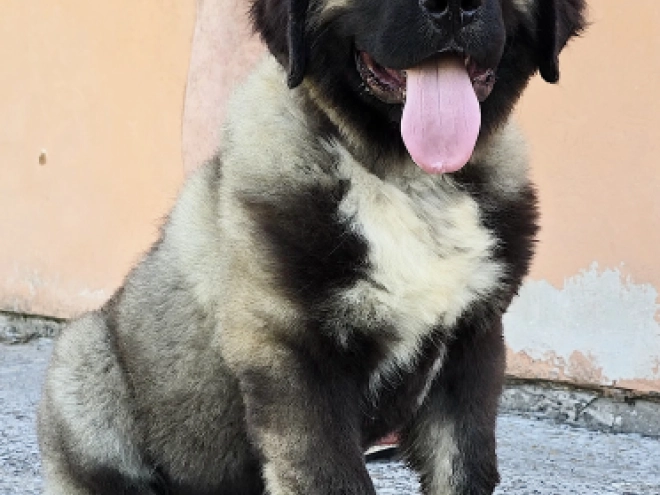Caucasian Mountain Dog puppy for sale