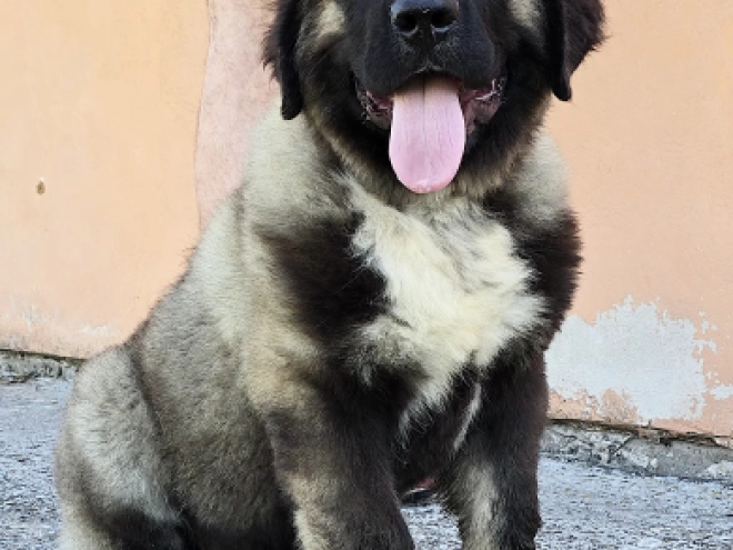 Caucasian Mountain Dog puppy for sale