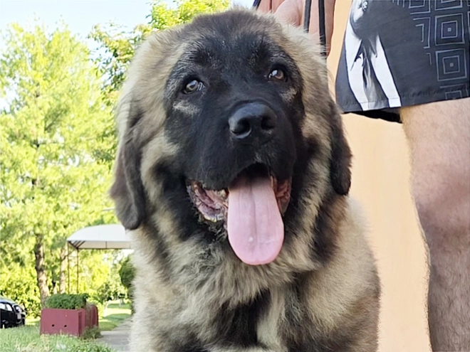 Caucasian Mountain Dog puppy for sale