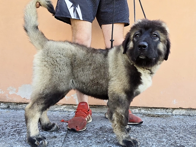 Caucasian Mountain Dog puppy for sale
