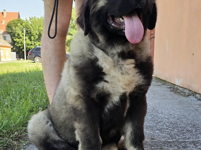 Caucasian Mountain Dog puppy for sale