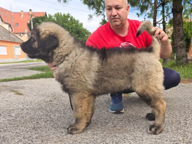 Caucasian Mountain Dog puppy for sale