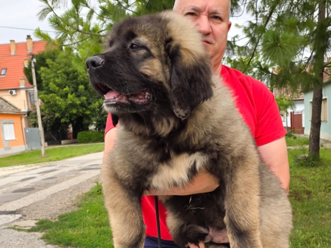 Caucasian Mountain Dog puppy for sale