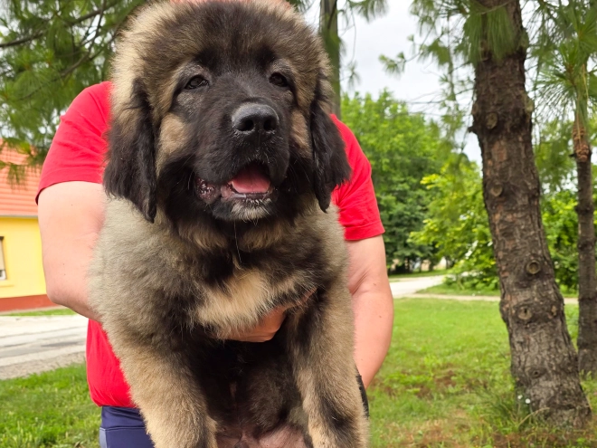 Caucasian Mountain Dog puppy for sale