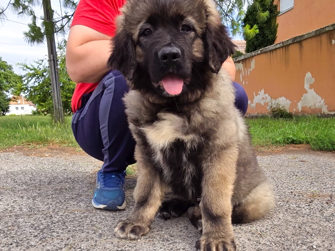 Caucasian Mountain Dog puppy for sale