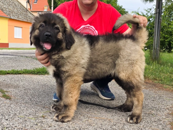 Caucasian Mountain Dog puppy for sale