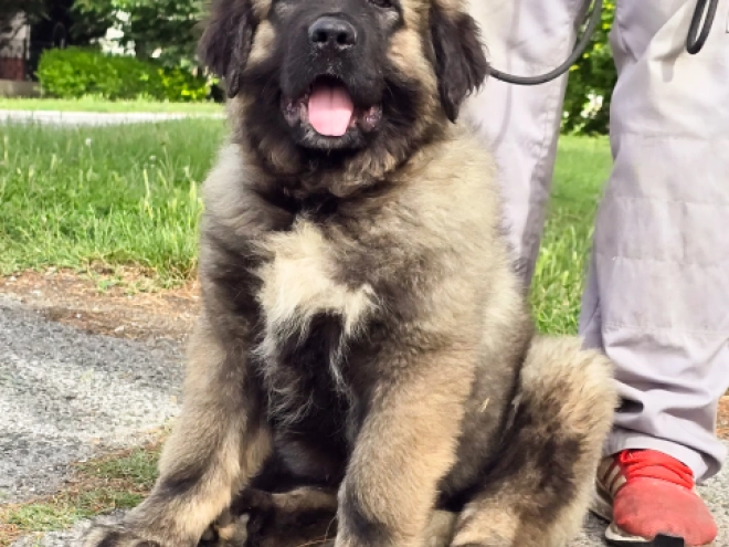 Caucasian Mountain Dog puppy for sale