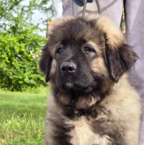 Caucasian Mountain Dog puppy for sale