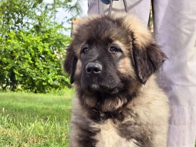 Caucasian Mountain Dog puppy for sale