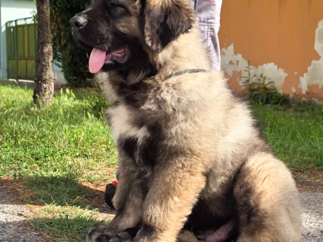 Caucasian Mountain Dog puppy for sale