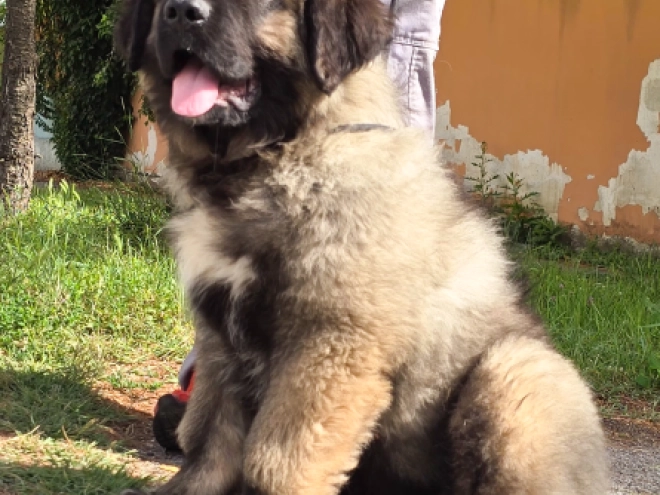 Caucasian Mountain Dog puppy for sale