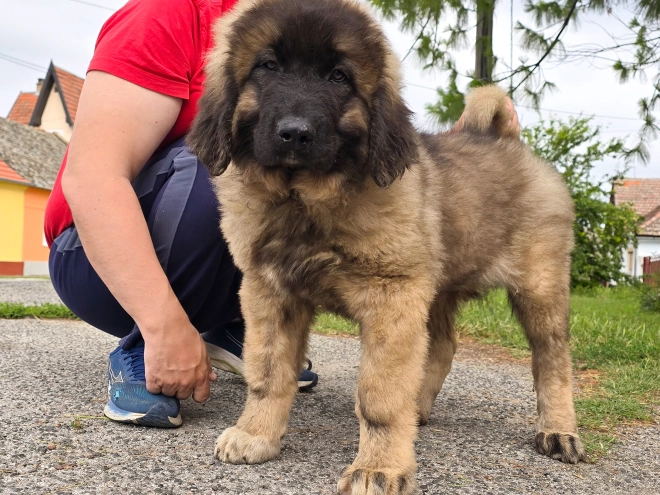 Caucasian Mountain Dog puppy for sale