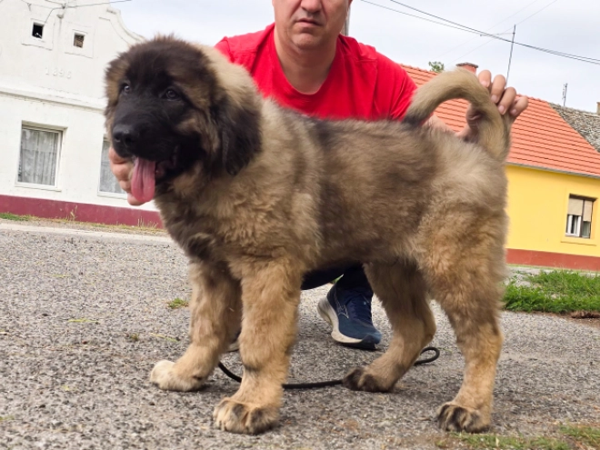 Caucasian Mountain Dog puppy for sale