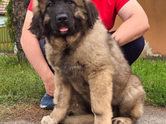 Caucasian Mountain Dog puppy for sale