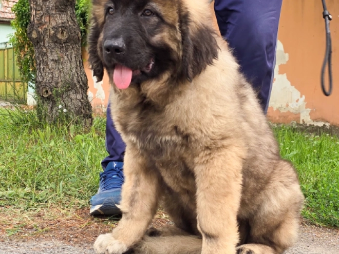 Caucasian Mountain Dog puppy for sale
