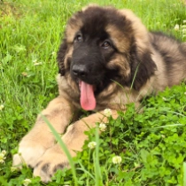 Grail, grizzle Caucasian Mountain Dog for sale
