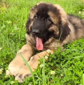 Caucasian Mountain Dog puppy for sale