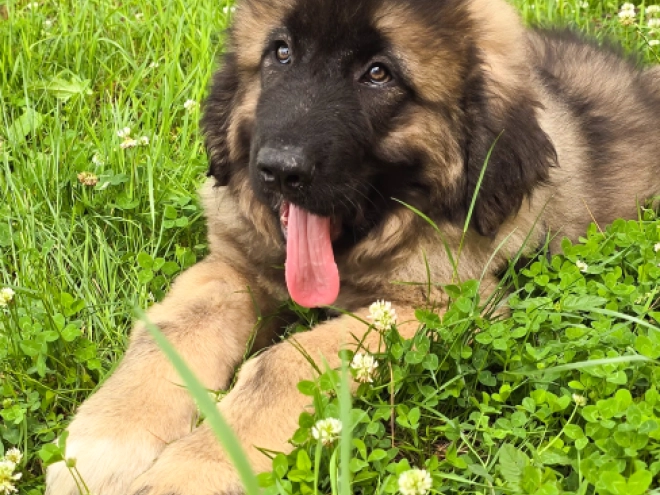 Caucasian Mountain Dog puppy for sale