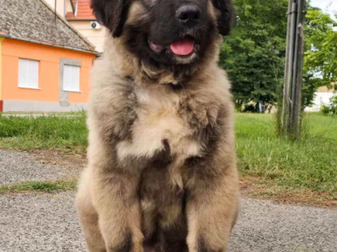 Caucasian Mountain Dog puppy for sale