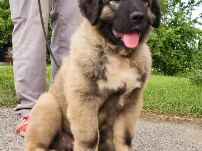 Caucasian Mountain Dog puppy for sale