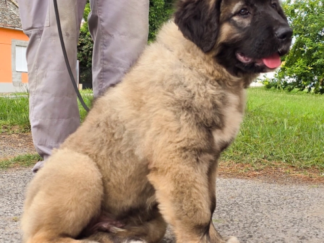 Caucasian Mountain Dog puppy for sale