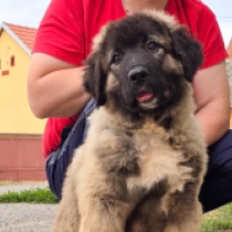 Gnash, grizzle Caucasian Mountain Dog for sale