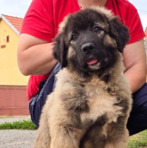 Caucasian Mountain Dog puppy for sale