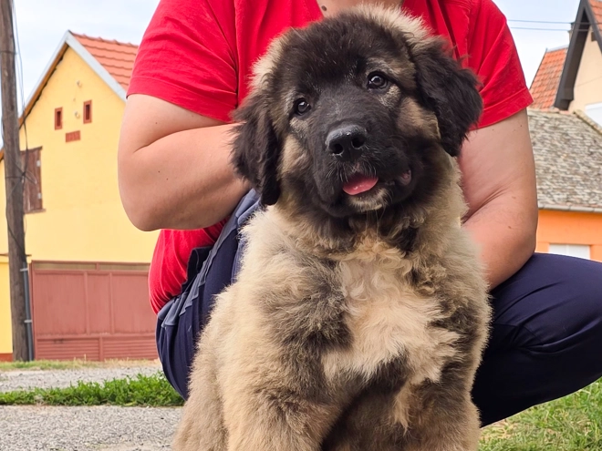 Caucasian Mountain Dog puppy for sale