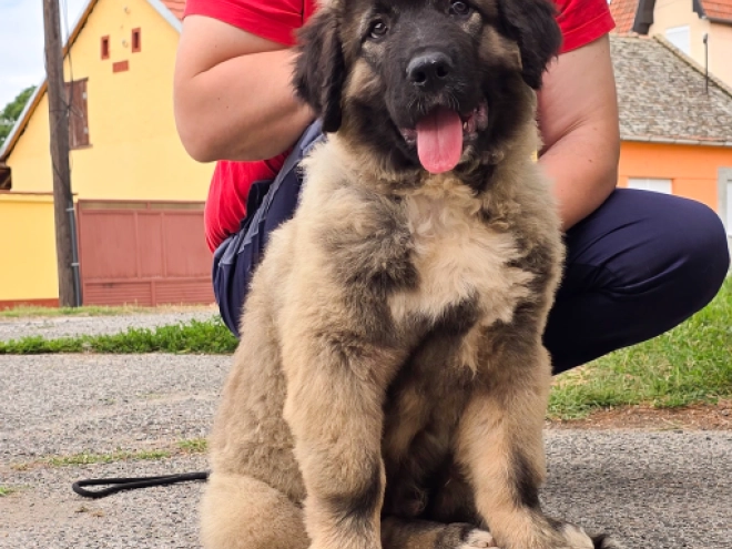 Caucasian Mountain Dog puppy for sale