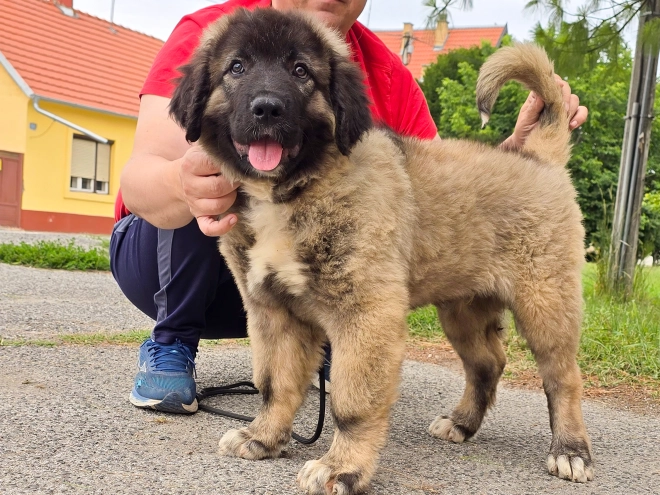 Caucasian Mountain Dog puppy for sale
