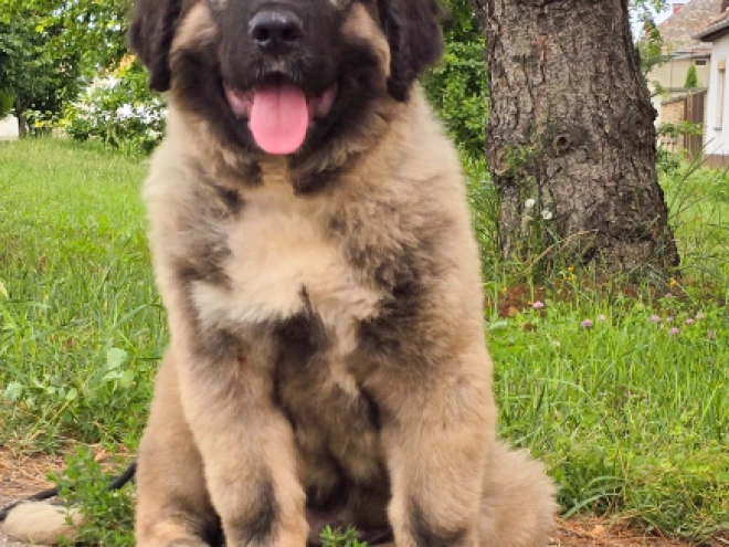 Caucasian Mountain Dog puppy for sale