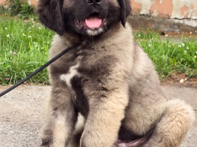 Caucasian Mountain Dog puppy for sale