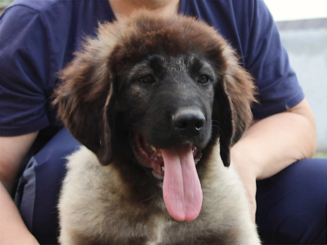 Caucasian Mountain Dog puppy for sale
