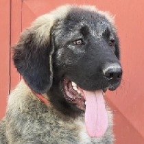 Mountain Boy, grizzle Caucasian Mountain Dog for sale