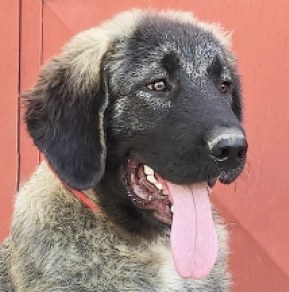 Caucasian Mountain Dog puppy for sale